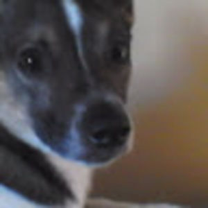 Meet your Posher, Eddie